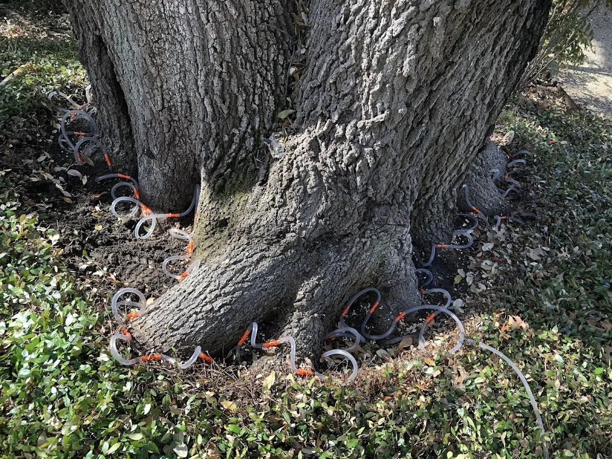 Detailed Tree Cabling and Bracing job site in Calhan