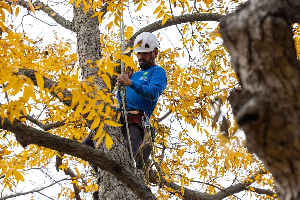 Skilled Tree Transplanting crew working in Calhan